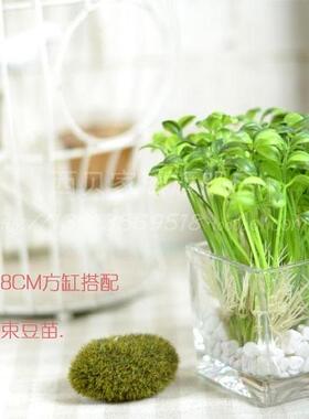 玻璃方缸水培透明玻璃绿萝花瓶