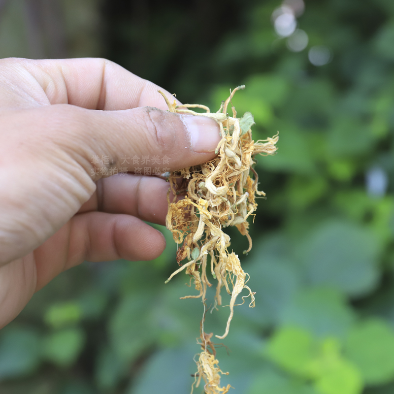 金银花清火茶250g农家无硫带绒毛解暑草药干花药材下火茶广东凉茶