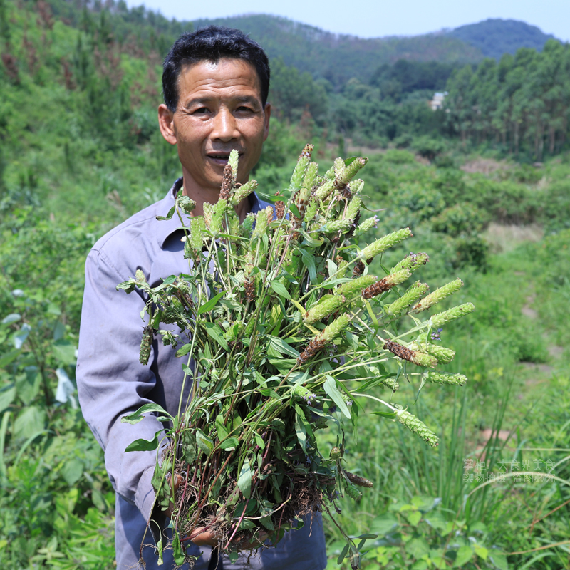 山区夏枯草干全草带根夏枯草500g农家新鲜晒无硫干货夏古草夏枯球 - 图1