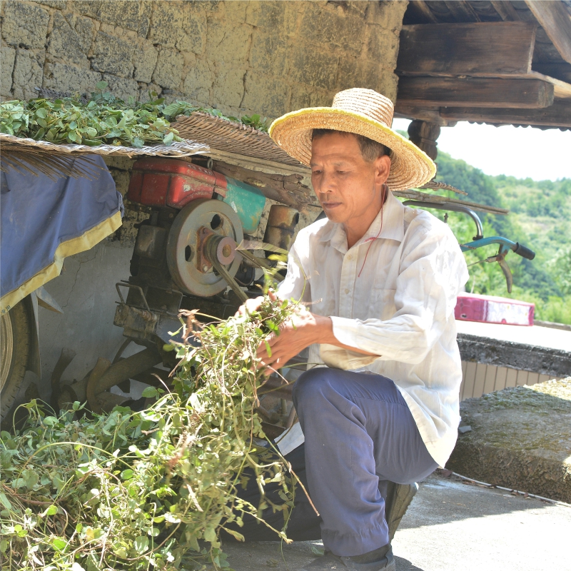 纯野生狸尾草羊咩香干货500g羊咩草狐尾草煲汤煮茶茶包养生中草药