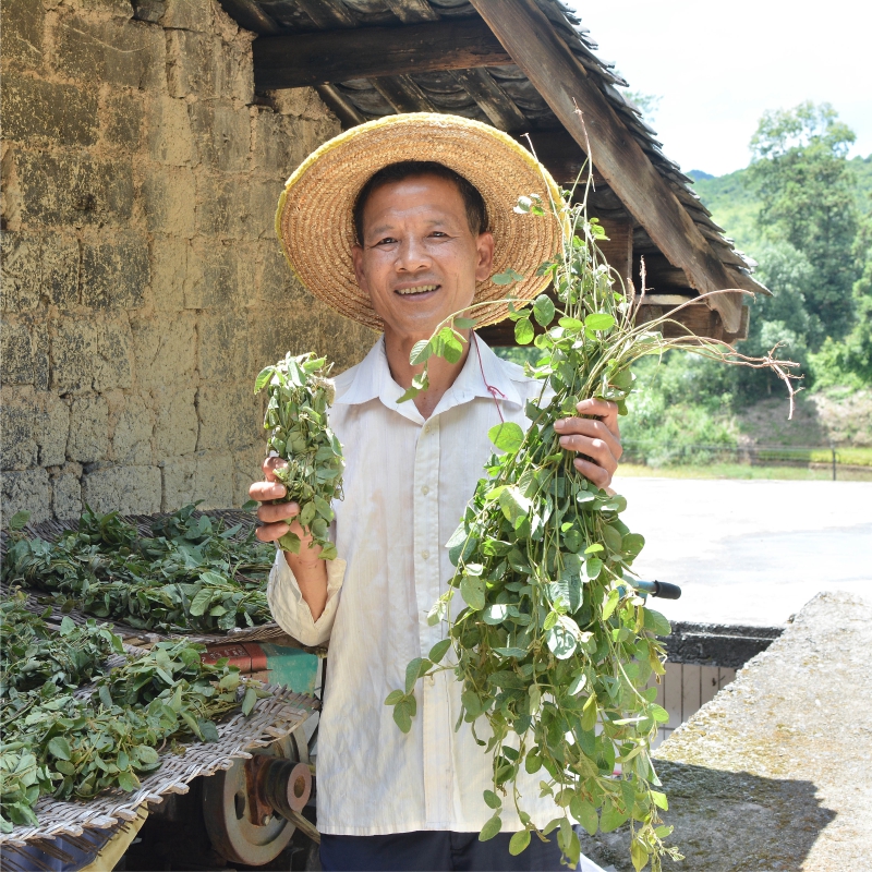 纯野生狸尾草羊咩香干货500g羊咩草狐尾草煲汤煮茶茶包养生中草药