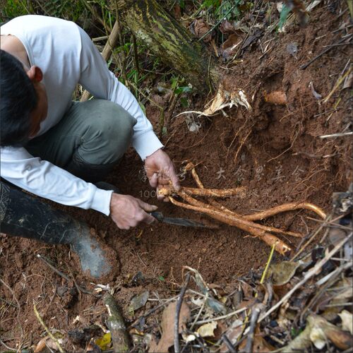 深山新鲜牛大力500g农家现挖现发大力薯根金钟根山莲藕大力牛整条 - 图2