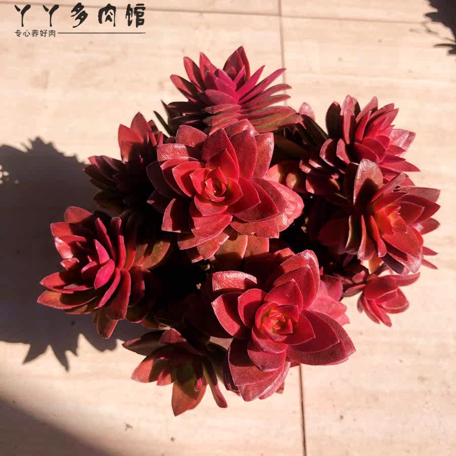 火祭火炬赤鬼城精品多肉植物爆盆老桩火红防辐射室内桌面盆栽 丫丫多肉馆 淘优券
