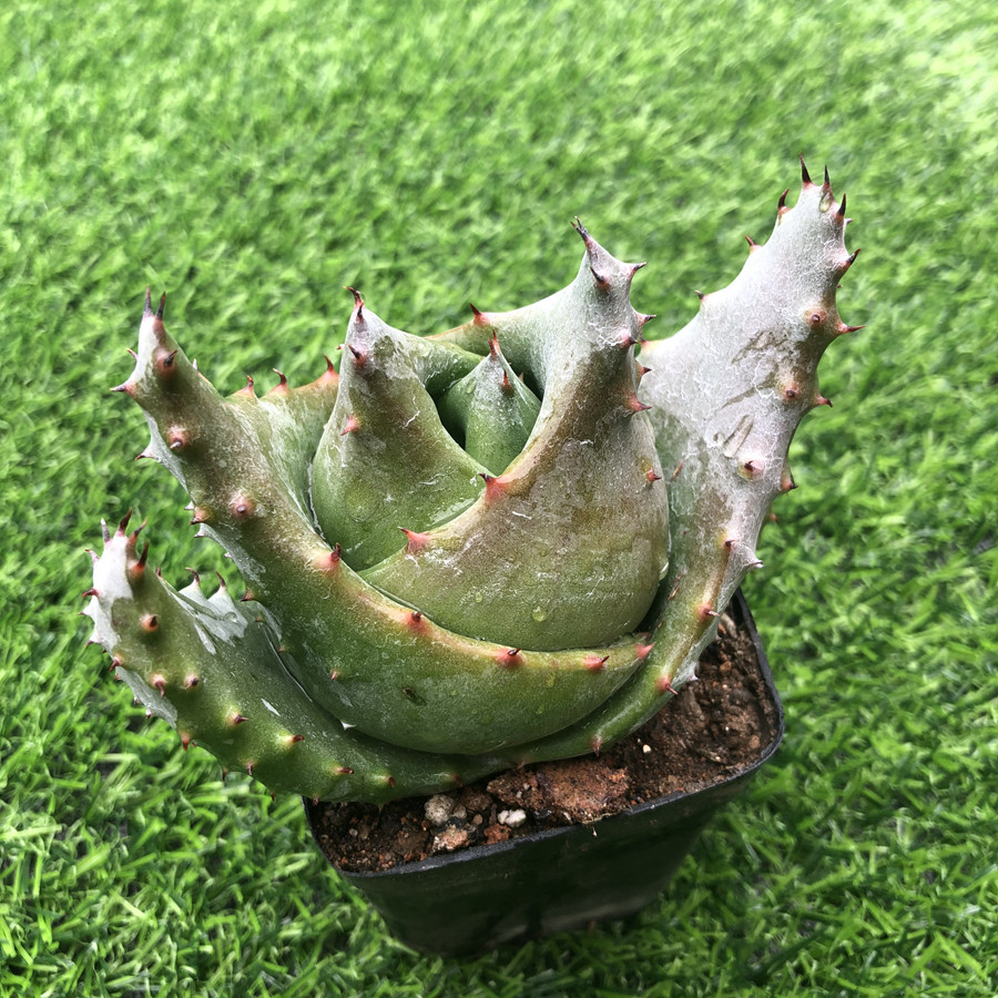 元宝多肉植物 金元宝芦荟稀有品种吉祥寓意 镇宅宝净化空气