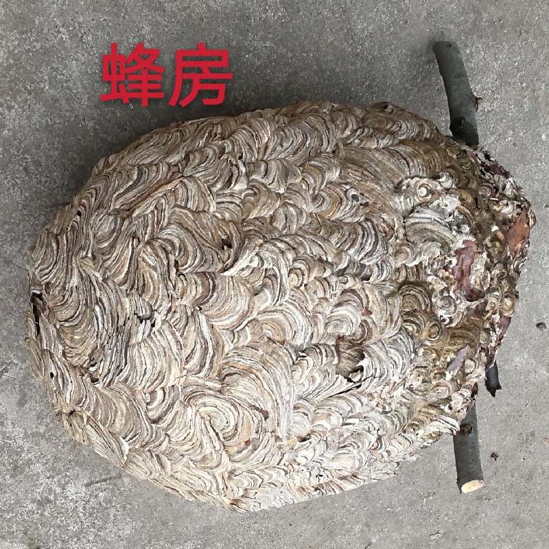 露天蜂房 胡蜂房 马蜂窝 胡蜂巢 可做中药材装饰蜂房250克包邮 - 图3