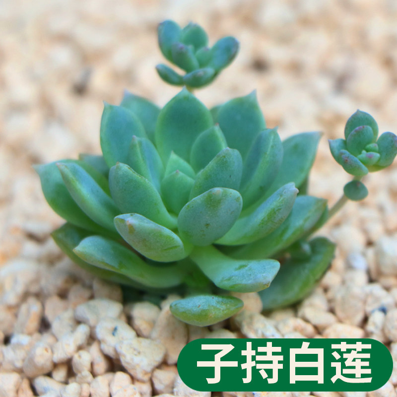 多肉植物 子持白莲 又名帕米尔玫瑰 盆栽绿植花卉盆花组合多肉j