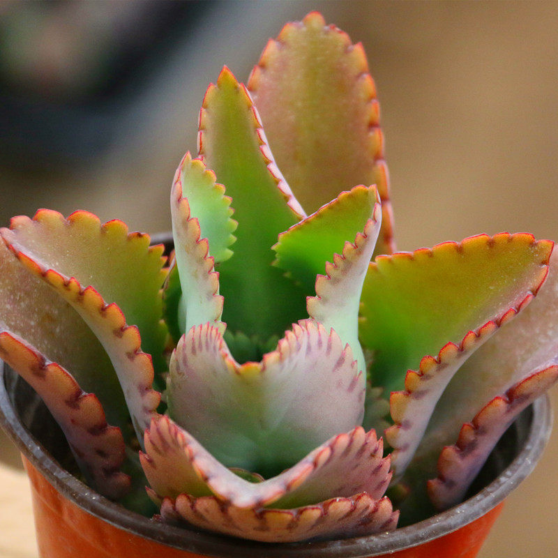 落地生根多肉不死鸟肉肉盆栽包活阔叶不死鸟盆栽绿植客厅阳台多肉