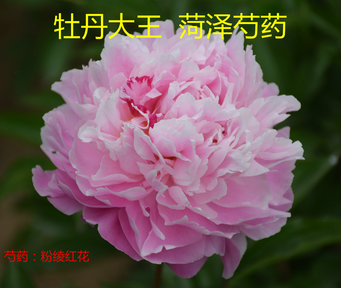 牡丹大王 芍药 粉绫红花 9-11月发货 香味正宗重瓣菏泽洛阳花卉 - 图2