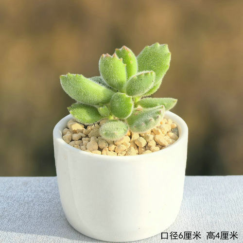 桃蛋多肉熊童子植物小米星盆栽肉钱串花卉红宝石吸财树绿植吉娃娃 - 图0