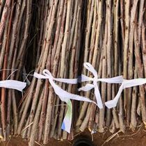 Great Cherry Branches Beauty Early Great Cherry Russia 8 Yellow Honey Large Cherry Grafted Fruit Tree Grafting Branches