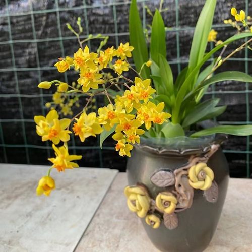 梦香兰文心兰花浓香型绿植盆栽植物石斛室内阳台客厅开花桌面好养 - 图1