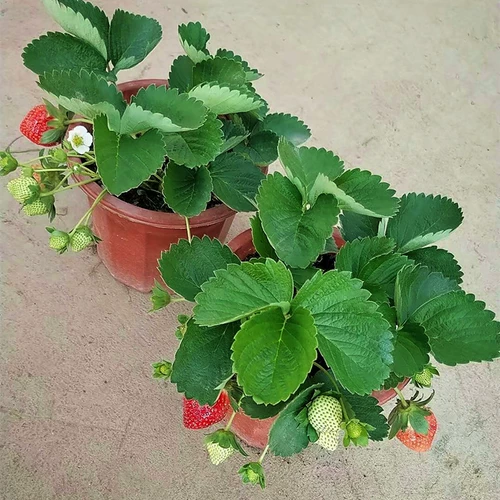 Саженцы для молока клубники посадка сливок с фруктовыми балконами свежие растения горшечные растения с цветами посадка и посадка на балконах