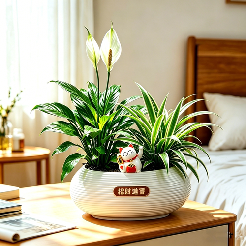 一帆风顺盆栽白掌植物室内红掌容易养花卉净化空气水培观花办公室 - 图2