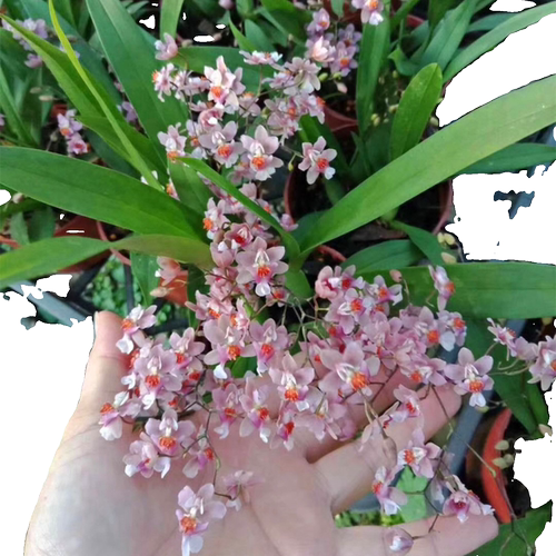 梦香兰文心兰花浓香型绿植盆栽植物石斛室内阳台客厅开花桌面好养 - 图3