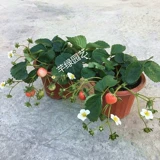 Саженцы для молока клубники посадка сливок с фруктовыми балконами свежие растения горшечные растения с цветами посадка и посадка на балконах