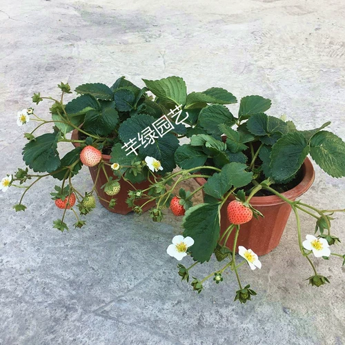 Саженцы для молока клубники посадка сливок с фруктовыми балконами свежие растения горшечные растения с цветами посадка и посадка на балконах