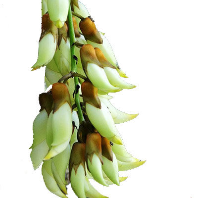 藤本爬藤攀藤植物常绿油麻藤花苗禾雀花苗金黄花庭院地栽紫藤树苗 - 图3