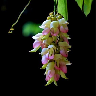 藤本爬藤攀藤植物常绿油麻藤花苗禾雀花苗金黄花庭院地栽紫藤树苗 - 图0