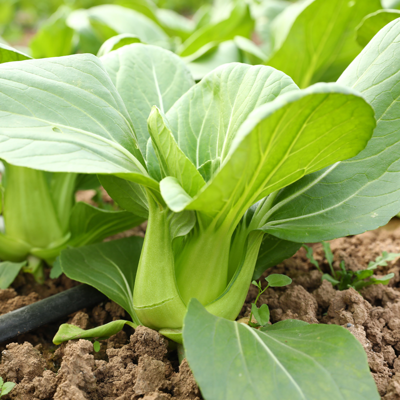 菜种籽大全四季菜夏季蔬菜种子油麦菜阳台耐热种孑夏天耐高温青菜 - 图3