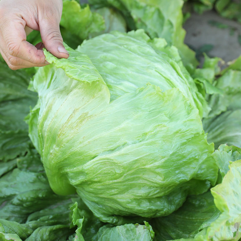 结球生菜种孑四季种子球形包心青菜春季籽种春播菜种籽阳台南方 - 图2