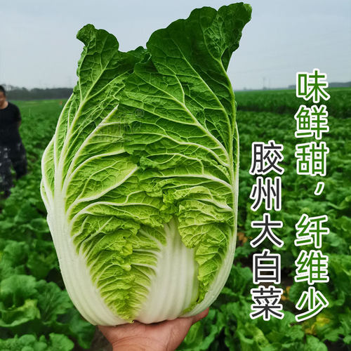 正宗山东胶州大白菜种子种籽孑子菜种冬季籽种适合冬天种的蔬菜 - 图2