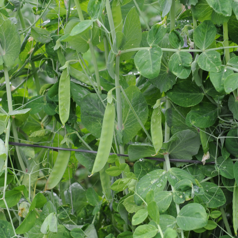 荷兰豆种子豌豆苗四季种籽甜蔬菜孑籽种蚕豆菜籽尖碗豆南方春季菜 - 图2