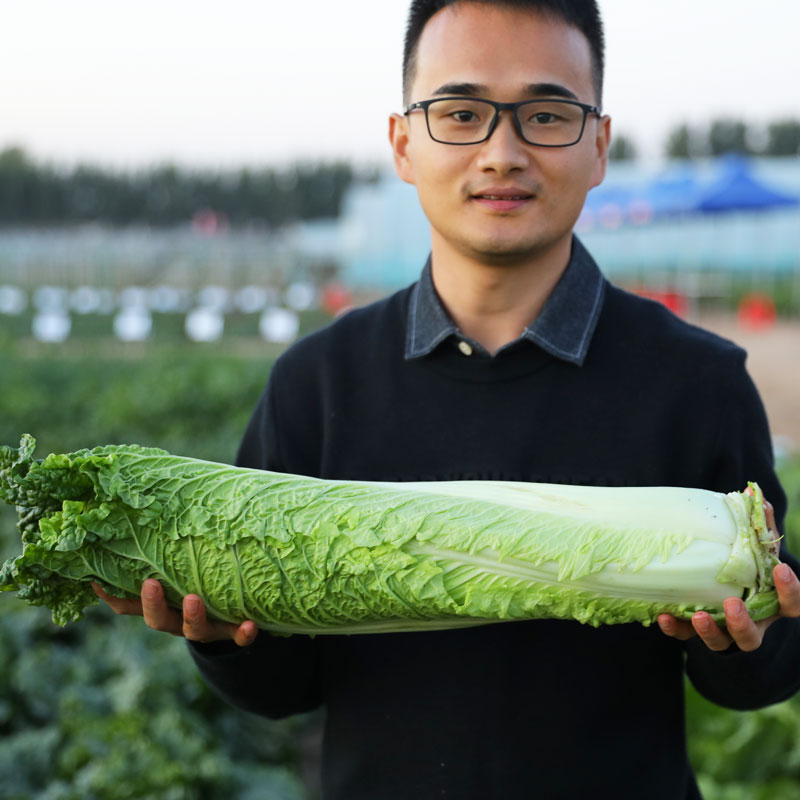 天津绿青口大白菜种子种籽青麻叶春季高产夏季菜籽四季菜种蔬菜孑 - 图2