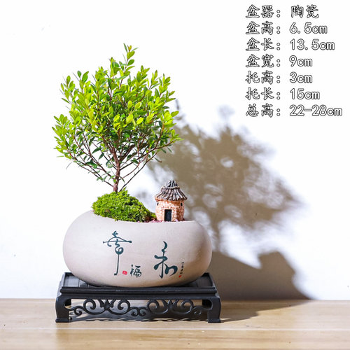 小叶赤楠喜阳喜水盆栽盆景微型迷你植物茶几窗台阳台四季常青绿植 - 图3