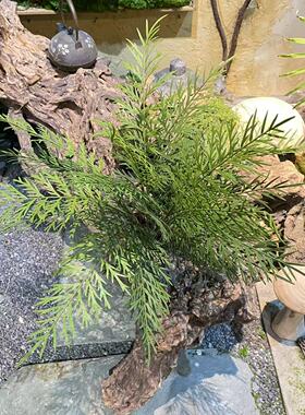 高品质蕨草植物大蕨叶蕨类植物波斯草造景绿植橱窗布景假花软装摆