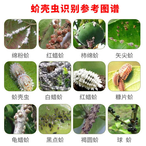 荣邦巡将18%吡虫噻嗪酮柑橘树介壳虫吡虫啉噻嗪铜蚧壳虫药杀虫剂 - 图3