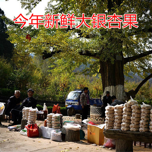 今年新果2025年新鲜老树生大白果银杏果天然1-5斤包邮特大果子 - 图0