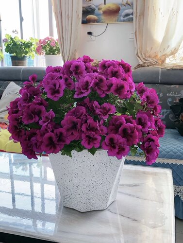 蝴蝶梅小苗不同品种不同花色包对版 - 图0