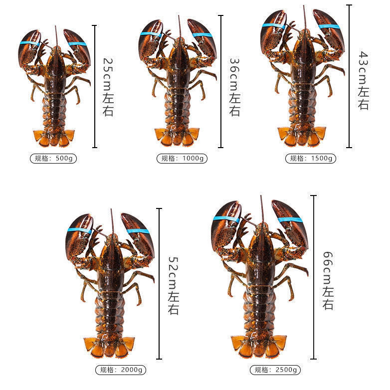 【鲜噜噜】波士顿龙虾特大1-15斤波龙海鲜澳洲澳龙鲜活冷冻顺丰 - 图2