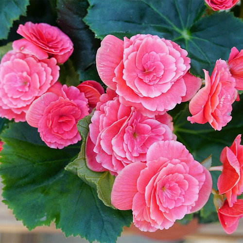 海棠花盆栽 丽格海棠带花苞重瓣 四季海棠玻璃翠玫瑰海棠室内花卉 - 图2