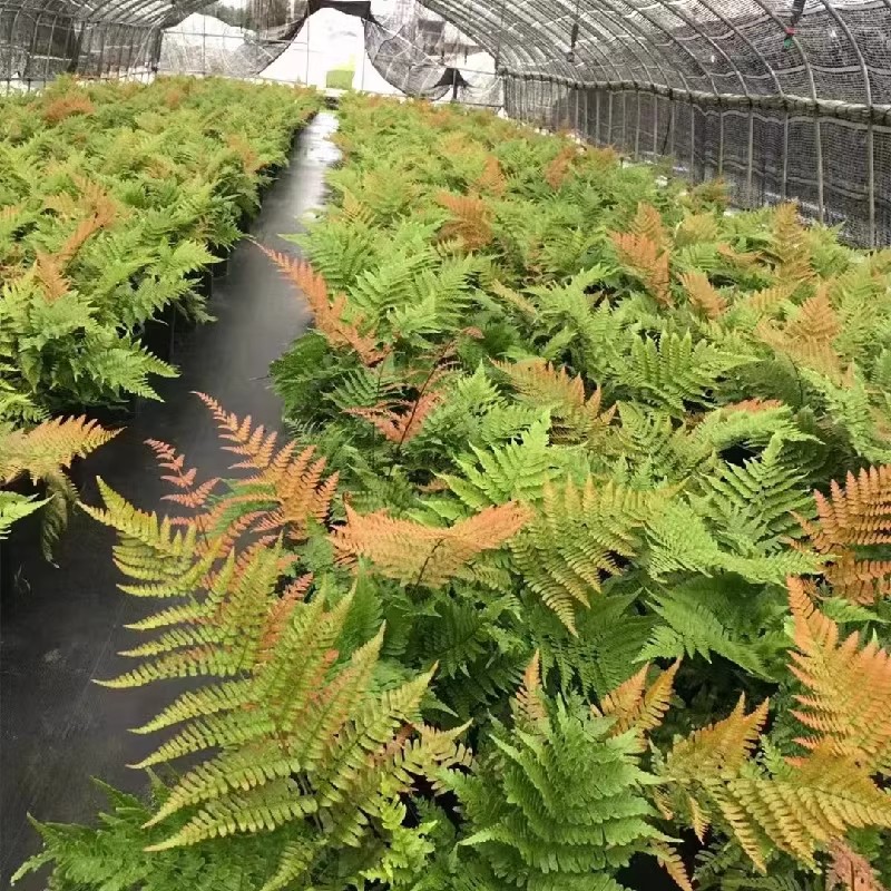 彩虹蕨 盆栽红盖鳞毛蕨 四季多年生露天蕨类植物耐寒花镜植物包邮 - 图1