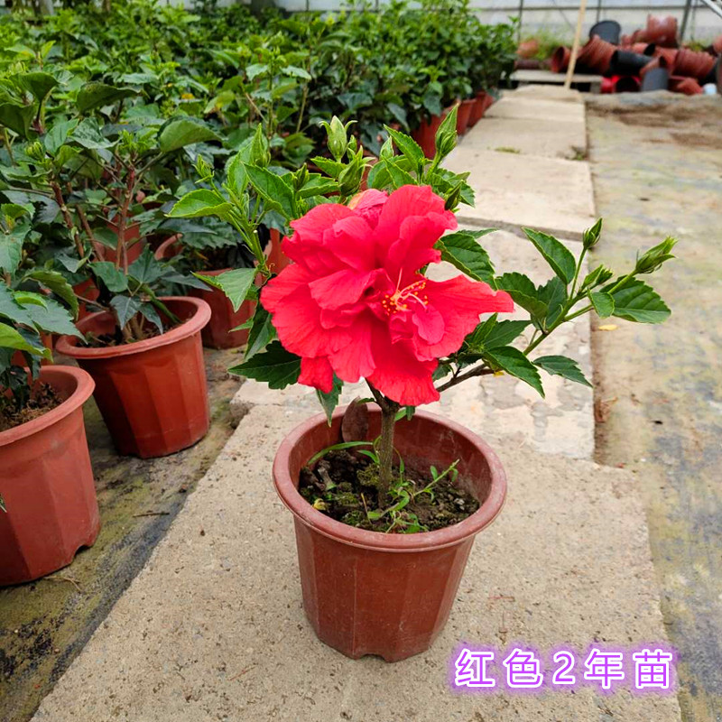 多年生木本扶桑花盆栽 阳台庭院耐热耐晒大红花朱槿  重瓣扶桑花 - 图2