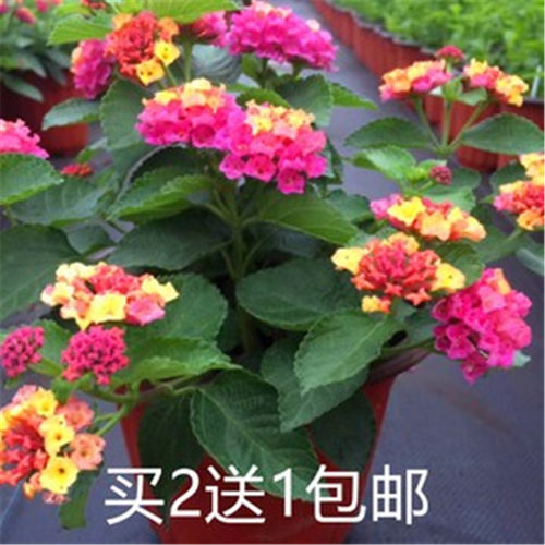蔓藤马缨丹五色梅盆栽苗耐干耐热耐高温暴晒花园阳台花期长花量大 - 图2