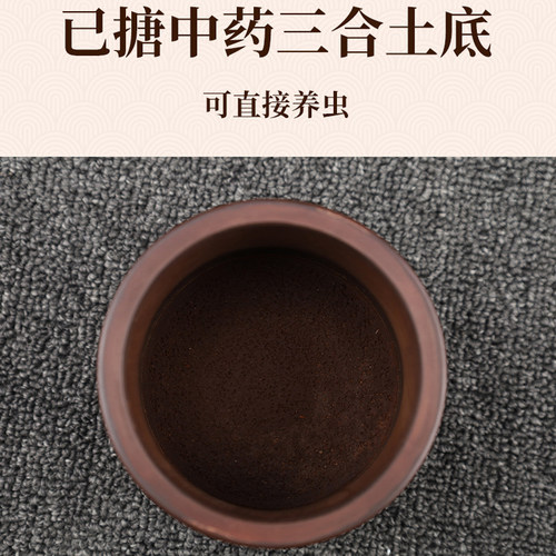 黑虫油葫芦蟋蟀蛐蛐罐竹蛉马蛉鸣虫叫罐蝈蝈罐玩赏宁阳两个包邮 - 图0