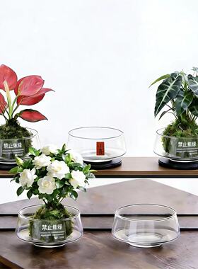 水培花盆玻璃瓶苔藓盆栽桌面装饰绿植透明玻璃透明玻璃碗水培盆