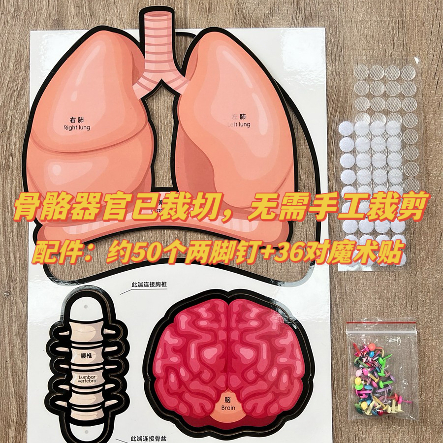 人体结构模型骨骼器官内脏拆卸身体骨架可动构造教具儿童益智玩具 - 图3