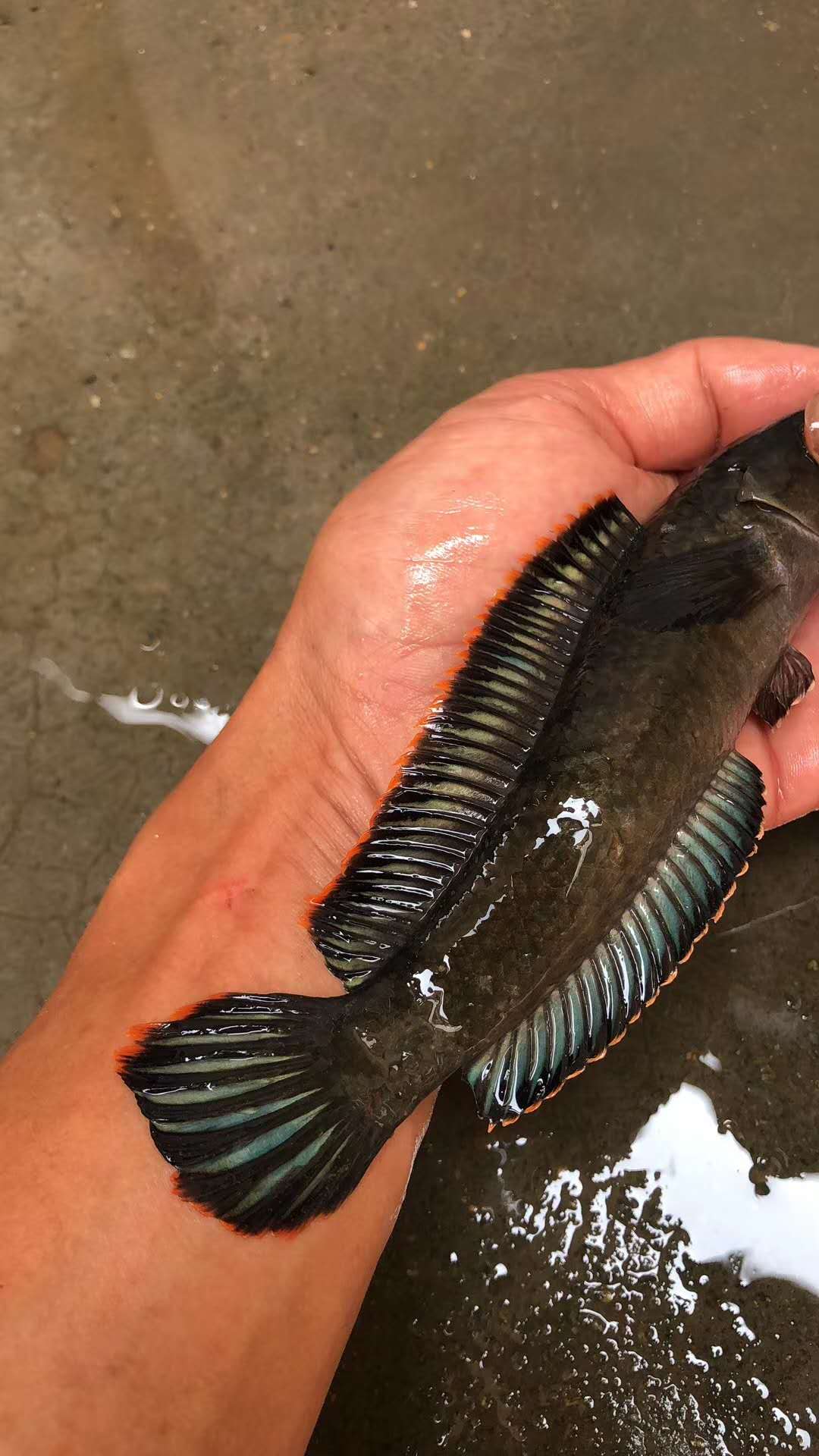 彩虹雷龙精品原生南鳢雷龙鱼七彩冷水鱼龙鱼淡水鱼凶猛雷龙观赏鱼 - 图1