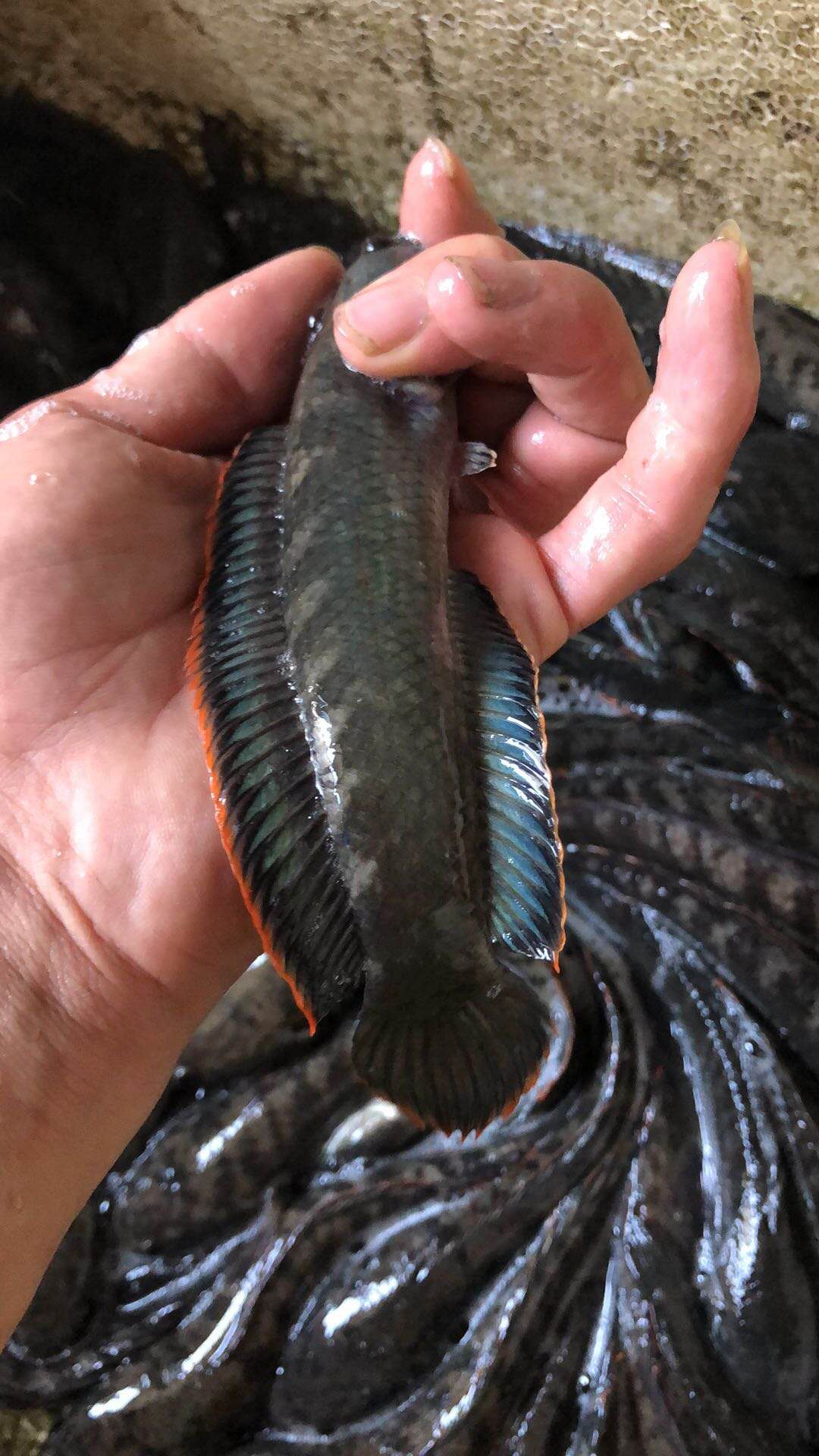 观赏鱼热带鱼观赏鱼彩虹雷龙鱼活体七彩蓝帆南鳢雷龙淡水凶猛鱼耐 - 图1