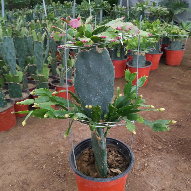 多肉植物蟹爪兰苗带根蟹抓兰仙人掌嫁接令箭荷花室内绿植花卉盆栽-图3