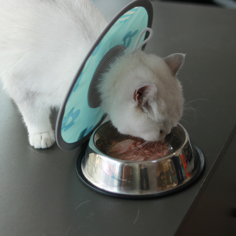 宠物猫狗绝育术后专用软质伊丽莎白圈防舔防泼水轻便项圈,淘宝优惠券,粉丝福利购,淘宝优惠卷