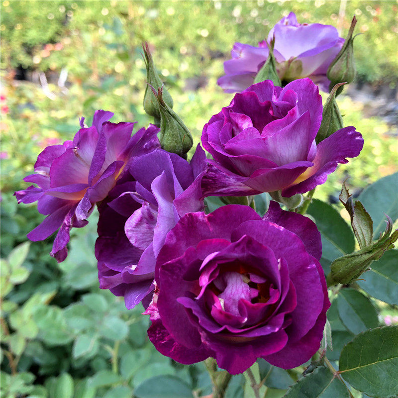 【蓝色狂想曲】灌木月季花苗藤本绿植玫瑰室内花卉盆栽观花植物