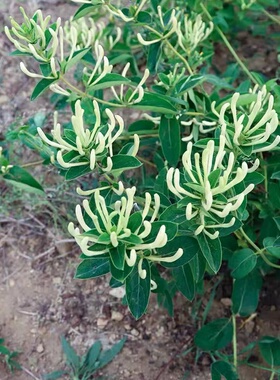 金银花苗盆栽地栽红白四季树桩