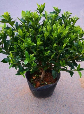 新品小叶栀子花芳香四季长青盆景