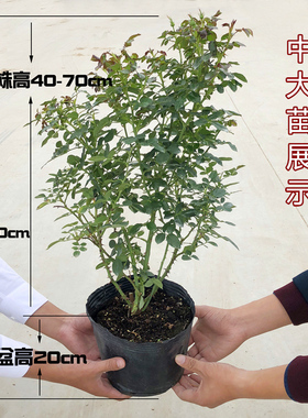 北方香水爬藤月季苗花卉植物玫瑰