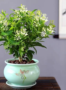 夜来香树苗盆栽四季蚊虫