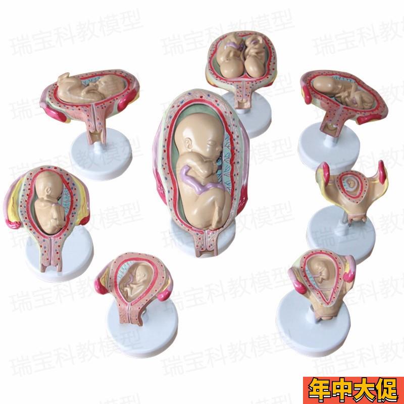 妊娠过程模型胚胎发育足月腹腔产科教学女性生殖子宫助产示教妇幼 - 图0